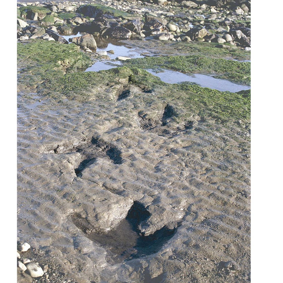 Soil, Wetland, Stream, Algae, Geological phenomenon, Creek, Arroyo, Seep, Bog, Mudflat, 