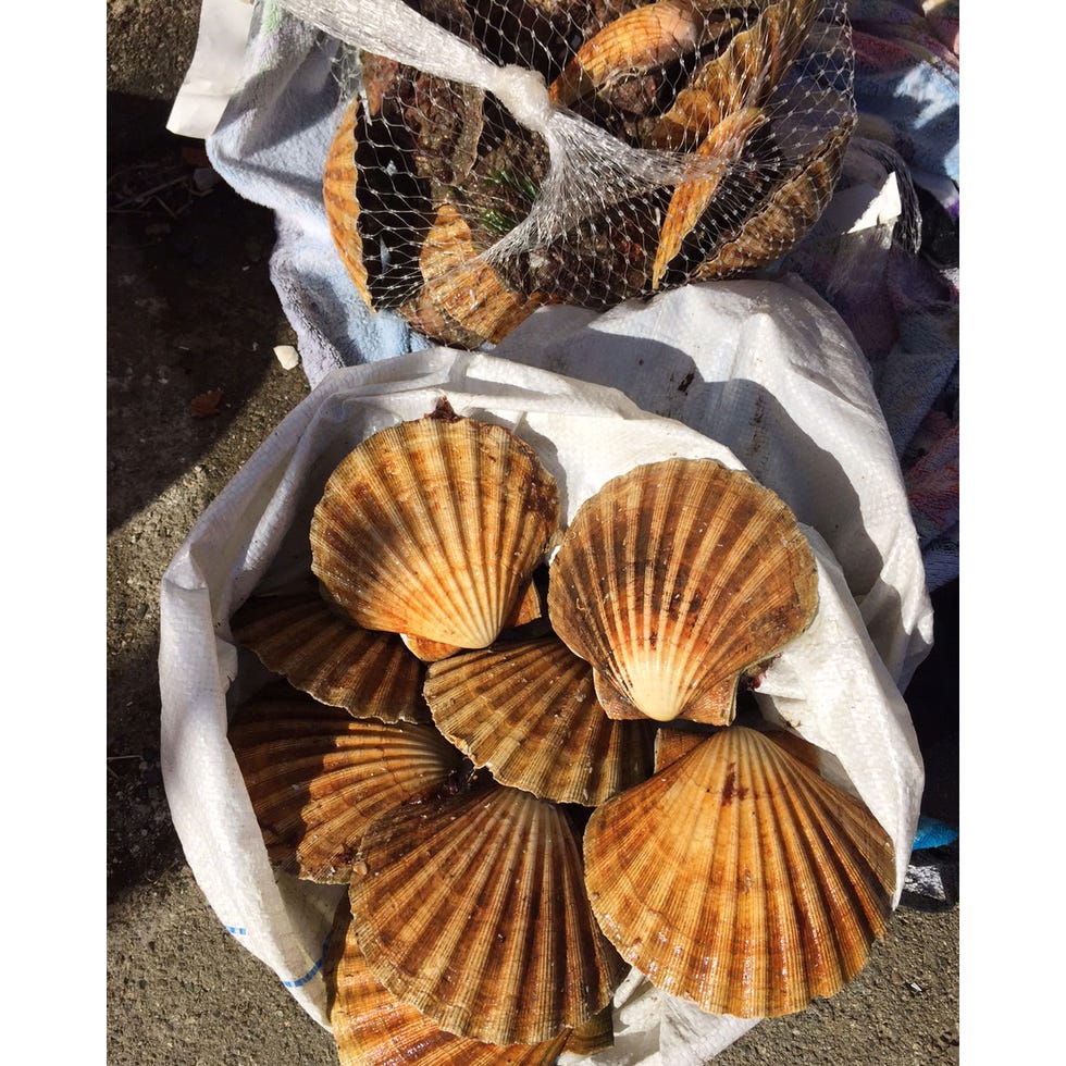 Brown, Organism, Orange, Natural material, Clam, Beige, Fawn, Close-up, Shell, Bivalve, 