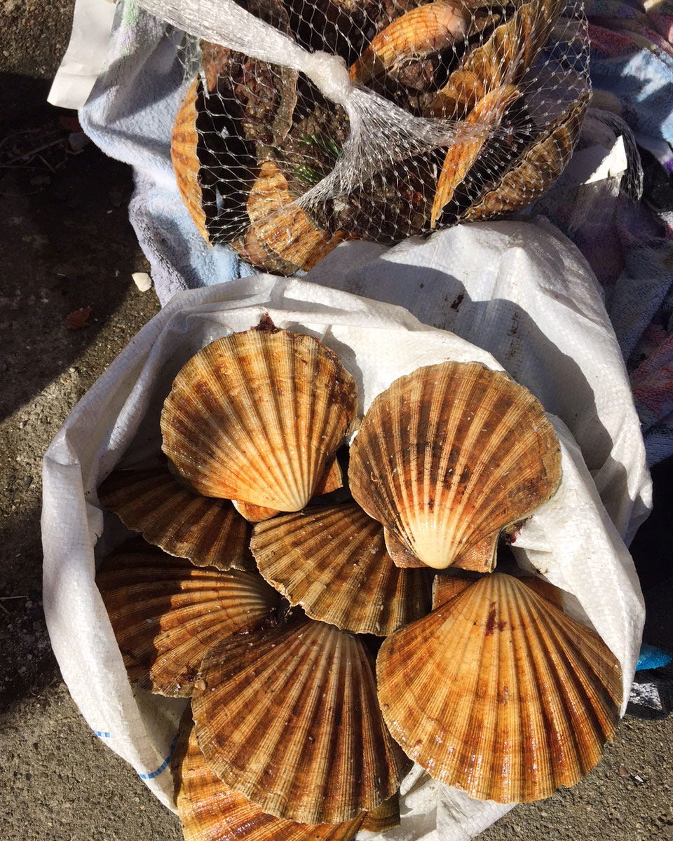 Brown, Organism, Orange, Natural material, Clam, Beige, Fawn, Close-up, Shell, Bivalve, Brown, Organism, Orange, Natural material, Clam, Beige, Fawn, Close-up, Shell, Bivalve,
