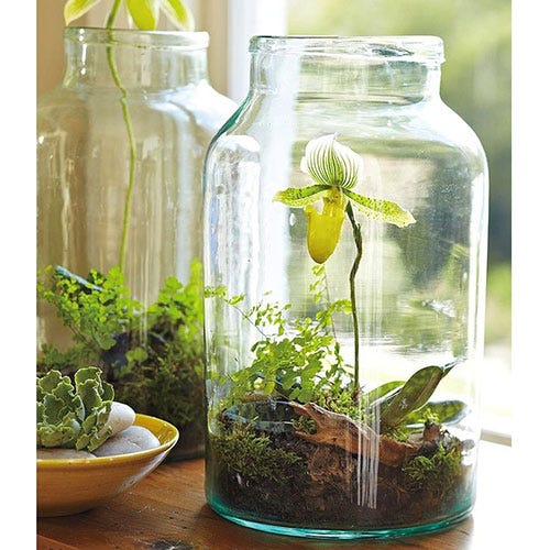 Organism, Glass, Bottle, Botany, Transparent material, Drinkware, Food storage containers, Glass bottle, Mason jar, Plant stem, 