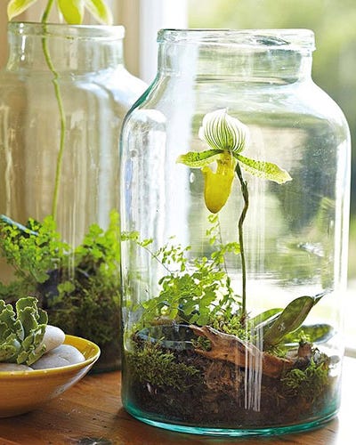 Organism, Glass, Bottle, Botany, Transparent material, Drinkware, Food storage containers, Glass bottle, Mason jar, Plant stem, Organism, Glass, Bottle, Botany, Transparent material, Drinkware, Food storage containers, Glass bottle, Mason jar, Plant stem,