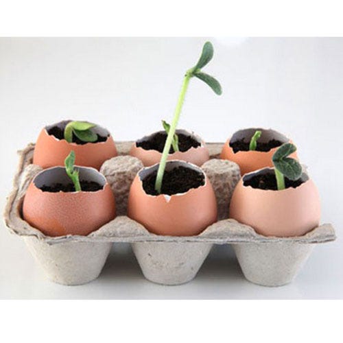 Flowerpot, Leaf, Botany, Interior design, Houseplant, Annual plant, Pottery, Plant stem, Compost, Herb, 