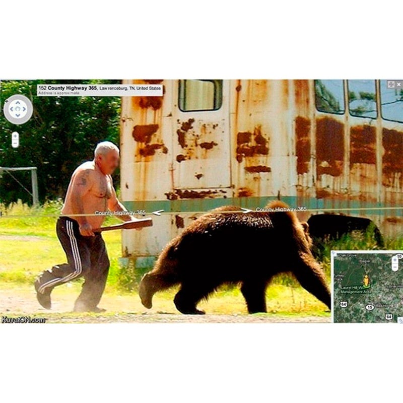 Human, Carnivore, Bear, Adaptation, Terrestrial animal, Brown bear, Fur, American black bear, Animal training, Zoo, 