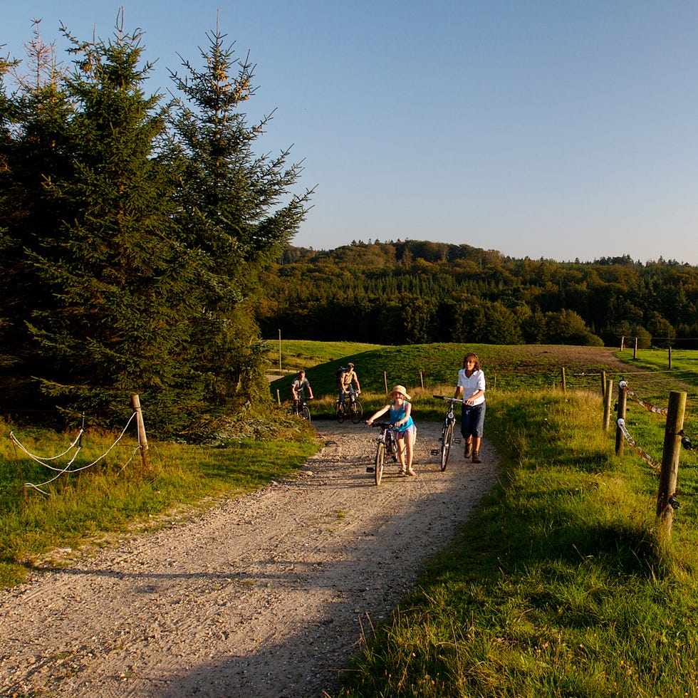 Trail, People in nature, Grassland, Pasture, Rural area, Meadow, Path, Evergreen, Ranch, Adventure, 