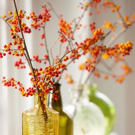 Branch, Yellow, Twig, Orange, Flower, Amber, Perfume, Still life photography, Flowering plant, Artifact, 
