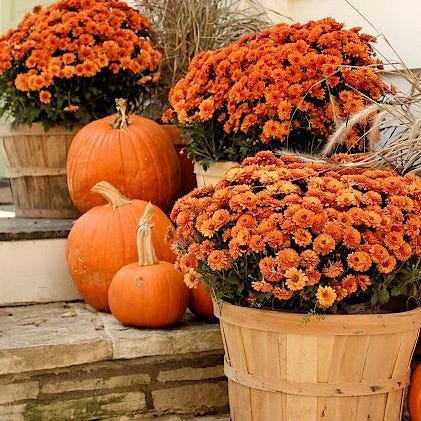Flowerpot, Orange, Flower, Squash, Calabaza, Leaf, Vegetable, Pumpkin, Produce, Natural foods, 