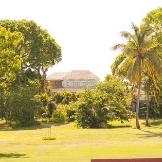 Vegetation, Plant, Property, Tree, Land lot, Woody plant, Garden, Arecales, Lawn, Palm tree, 
