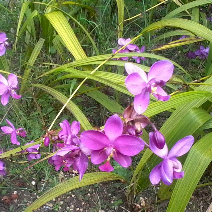 Plant, Petal, Flower, Purple, Violet, Terrestrial plant, Botany, Flowering plant, Magenta, Spring, 