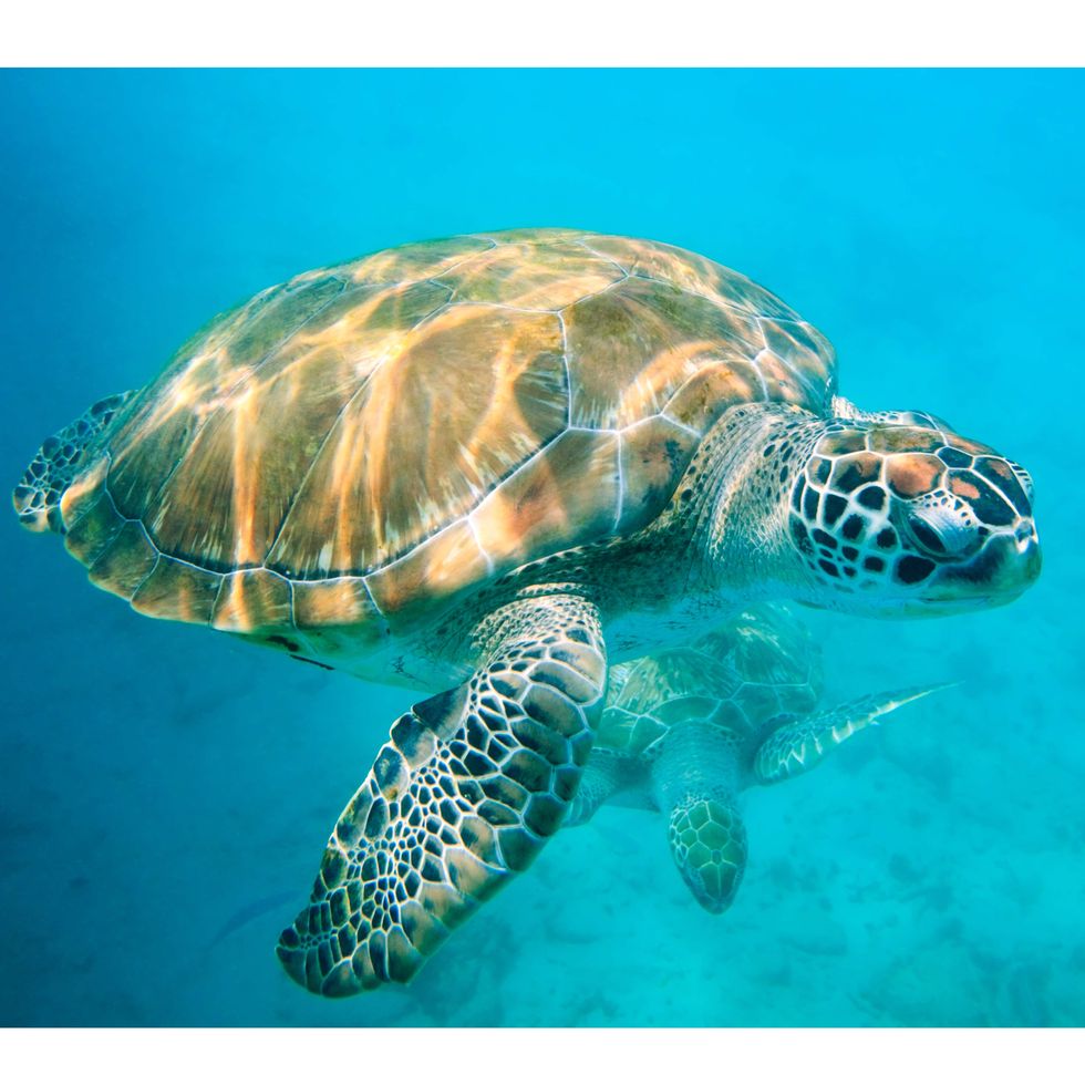 Body of water, Organism, Fluid, Blue, Natural environment, Sea turtle, Vertebrate, Turtle, Hawksbill sea turtle, Aqua, 