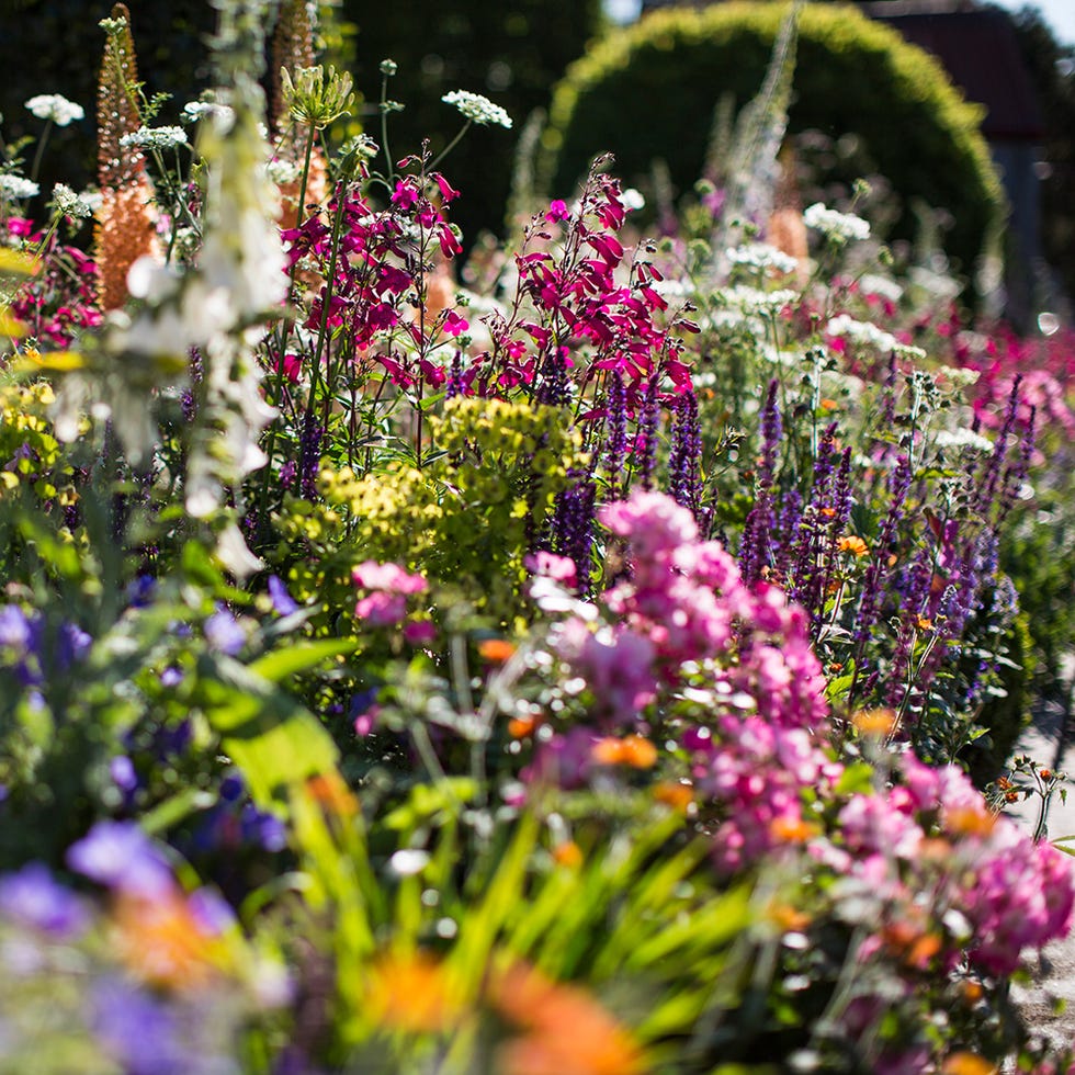 Plant, Flower, Purple, Shrub, Petal, Magenta, Garden, Wildflower, Lavender, Spring, 