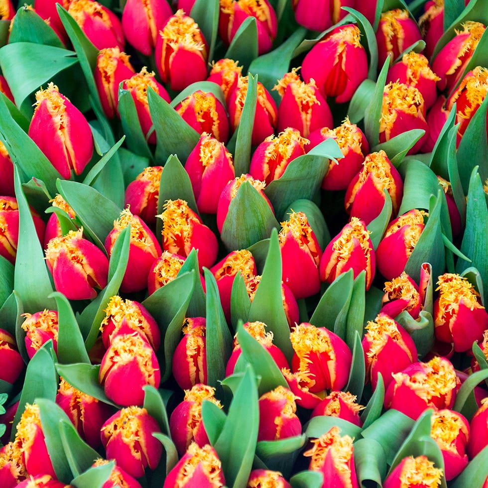 Green, Yellow, Petal, Flower, Red, Pink, Purple, Magenta, Colorfulness, Botany, 