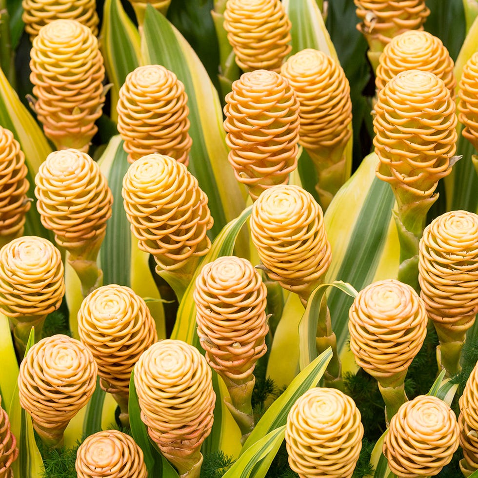 Natural material, Pattern, Orange, Delicacy, Conifer, Spiral, Whole food, 