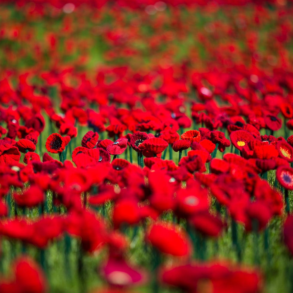 Petal, Flower, Red, Poppy, Colorfulness, Field, Flowering plant, Botany, Carmine, Coquelicot, 