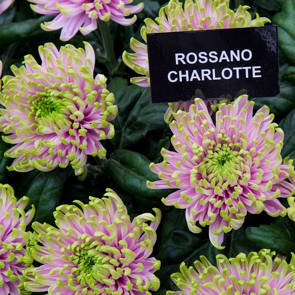 Flower, Petal, Pink, Purple, Floristry, Annual plant, Floral design, Stonecrop family, 