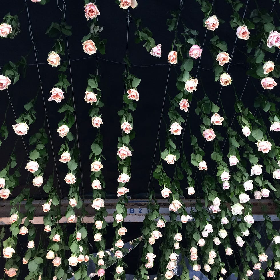 Petal, Botany, Pedicel, Plant stem, 