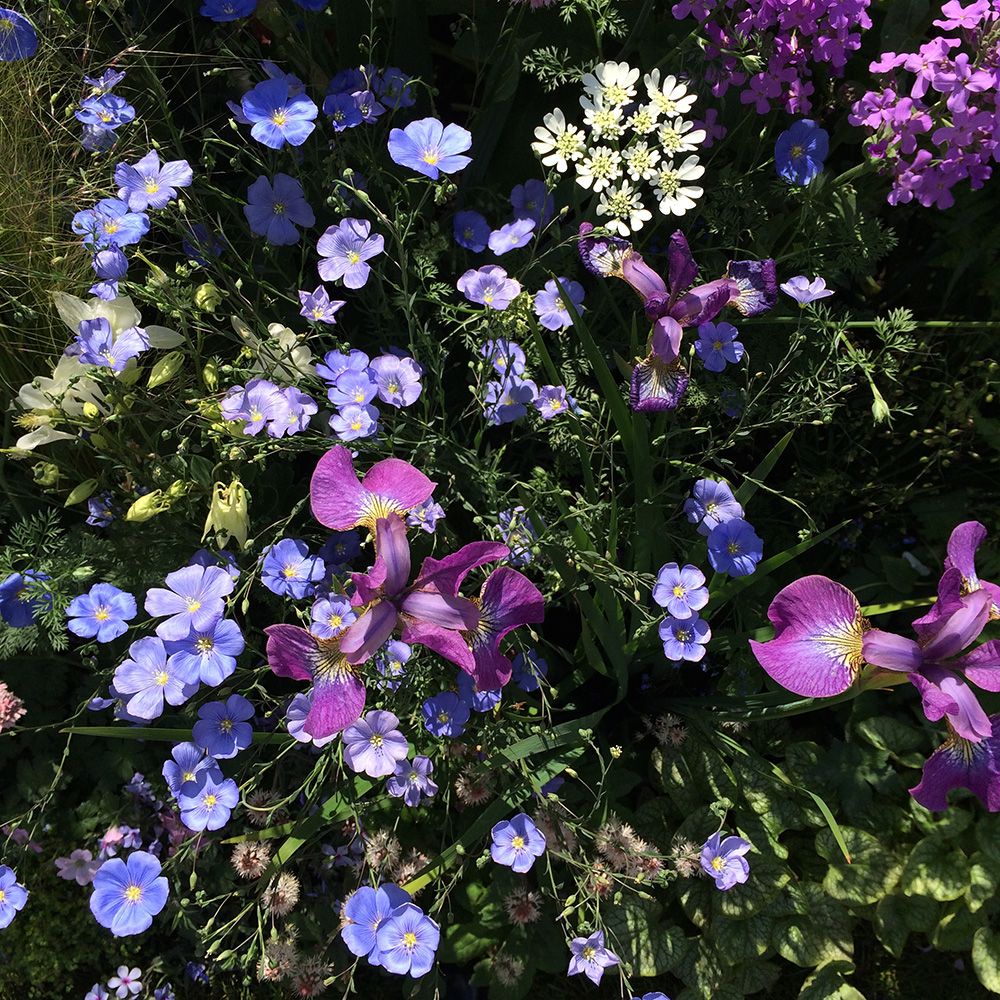 Blue, Plant, Flower, Purple, Petal, Flowering plant, Lavender, Violet, Wildflower, Annual plant, 