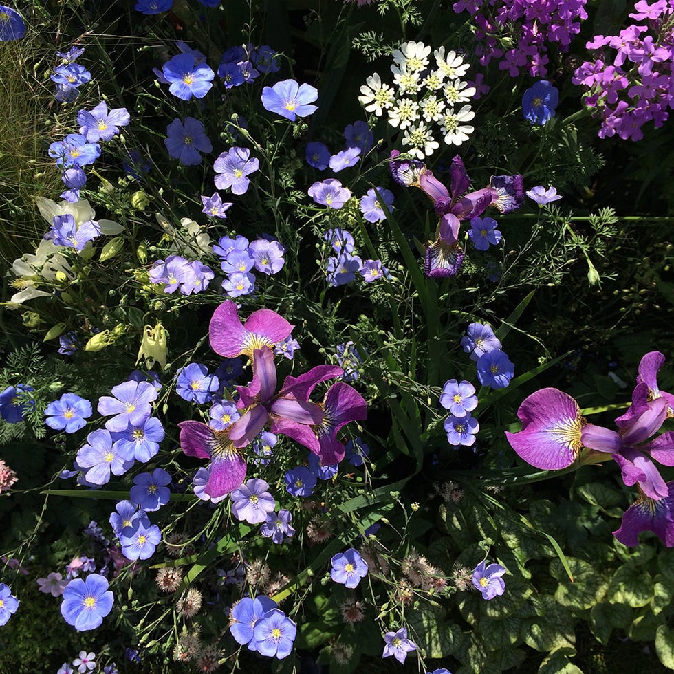 Blue, Plant, Flower, Purple, Petal, Flowering plant, Lavender, Violet, Wildflower, Annual plant, 