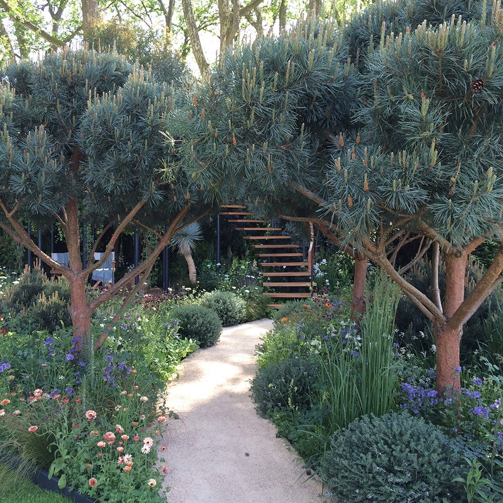 Plant, Shrub, Garden, Botany, Woody plant, Stairs, Groundcover, Trail, Walkway, Subshrub, 