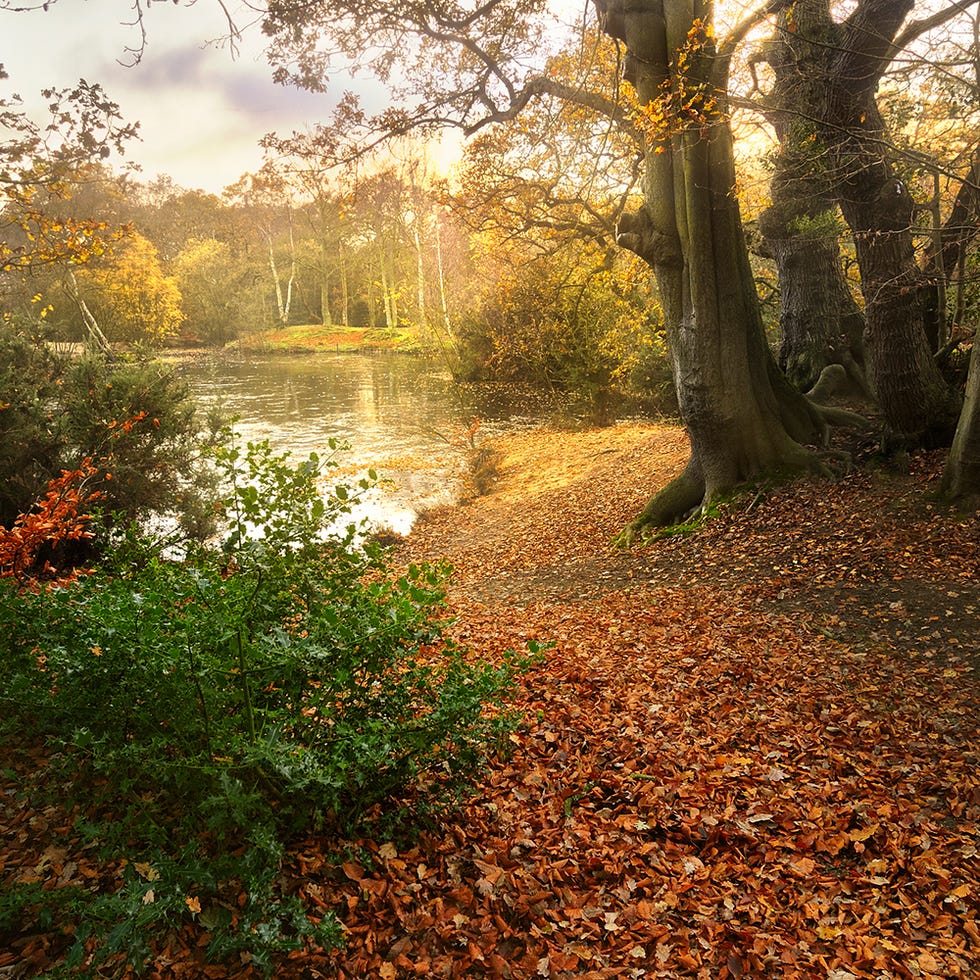 Nature, Deciduous, Branch, Natural environment, Natural landscape, Leaf, Landscape, Tree, Autumn, Sunlight, Nature, Deciduous, Branch, Natural environment, Natural landscape, Leaf, Landscape, Tree, Autumn, Sunlight,