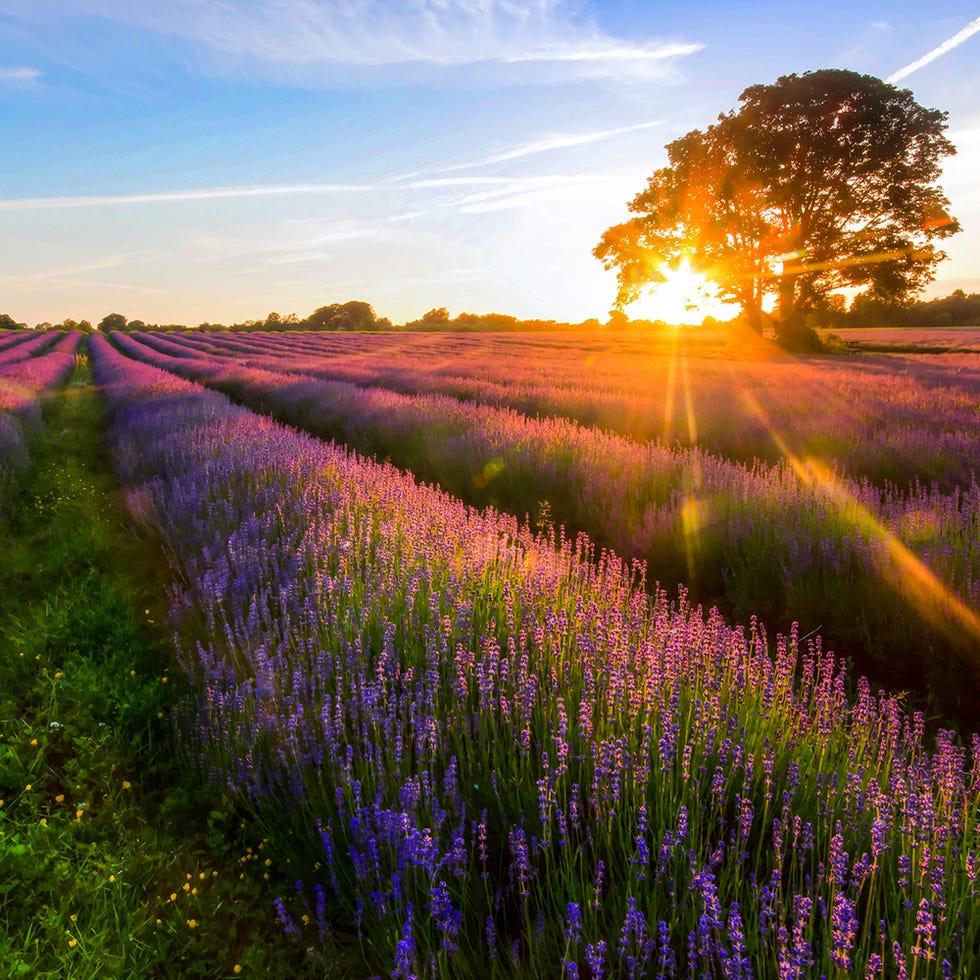 Natural landscape, Plant, Plant community, Purple, Lavender, Field, Sunset, Sunrise, Sunlight, Wildflower, Natural landscape, Plant, Plant community, Purple, Lavender, Field, Sunset, Sunrise, Sunlight, Wildflower,