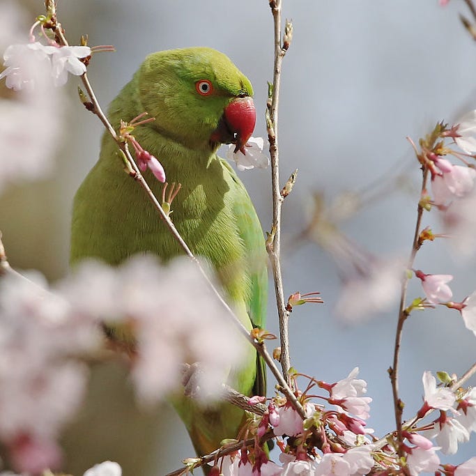 Parrot, Vegetation, Branch, Nature, Organism, Green, Natural environment, Bird, Twig, Beak, Parrot, Vegetation, Branch, Nature, Organism, Green, Natural environment, Bird, Twig, Beak,