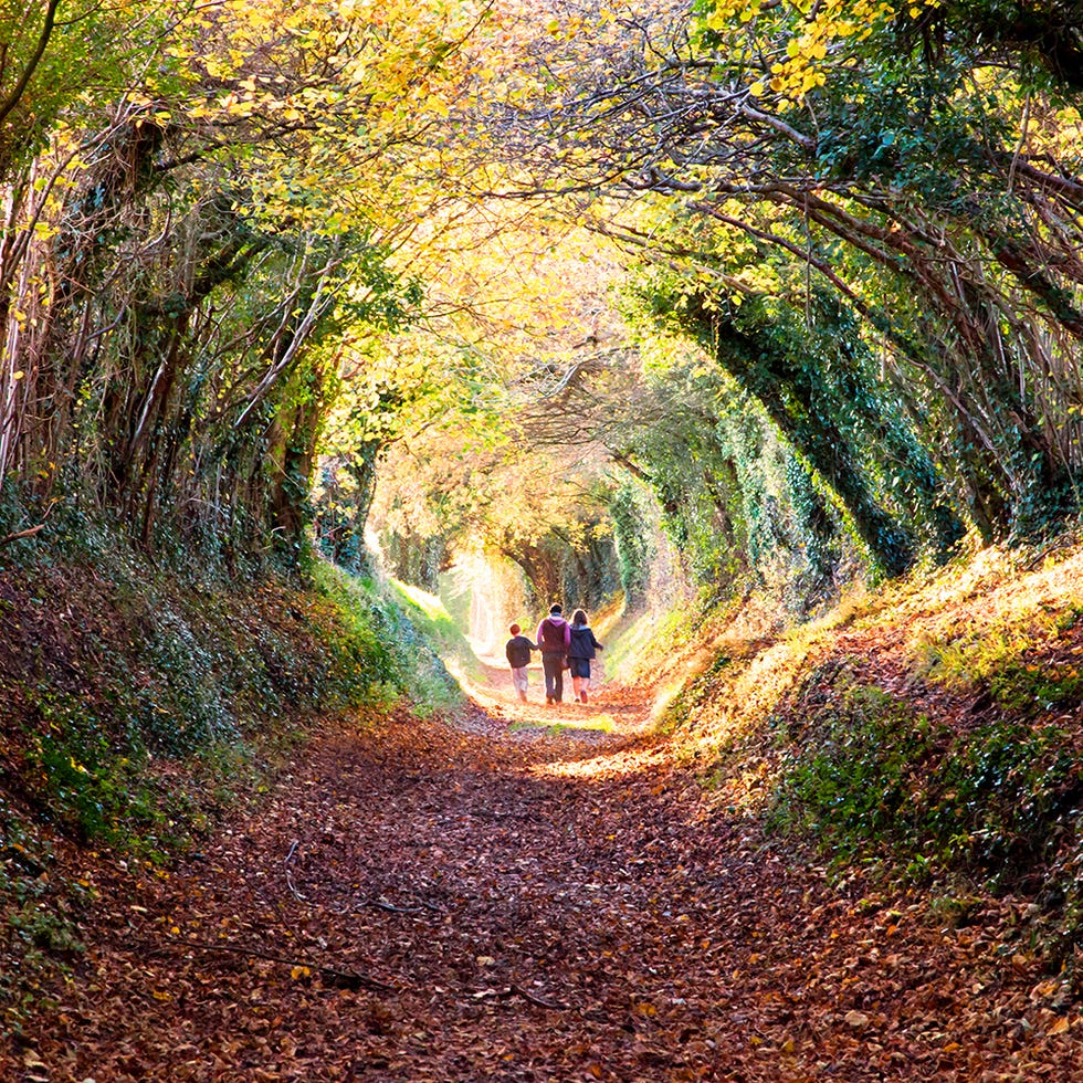 Leaf, People in nature, Trail, Forest, Deciduous, Walking, Autumn, Woodland, Path, Dirt road, Leaf, People in nature, Trail, Forest, Deciduous, Walking, Autumn, Woodland, Path, Dirt road,