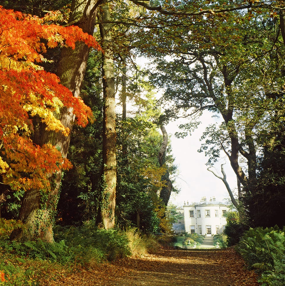 Vegetation, Nature, Branch, Deciduous, Plant, Leaf, Tree, Sunlight, Woody plant, Autumn, 