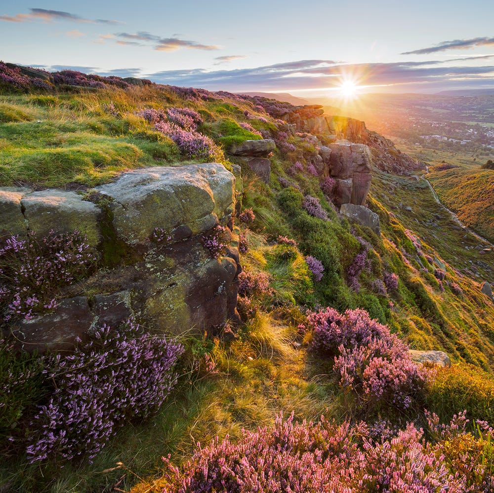 Natural landscape, Sun, Plant community, Purple, Bedrock, Sunlight, Lavender, Sunset, Sunrise, Wildflower, 