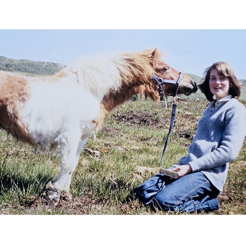 Horse, Mammal, Pony, Shetland pony, Mane, Sky, Mare, Bridle, Pasture, Livestock, 