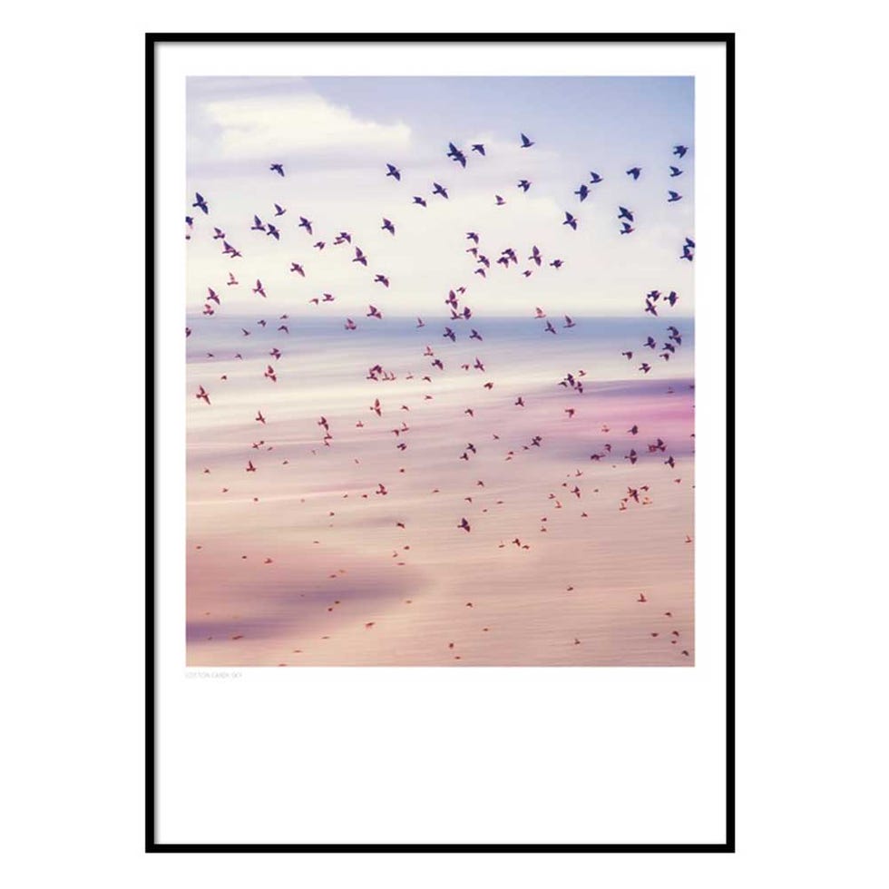 Text, Sky, Bird, Flock, Bird migration, Seabird, Animal migration, 