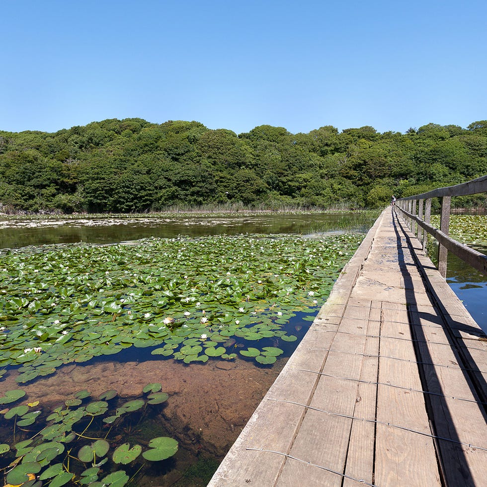 Vegetation, Bridge, Aquatic plant, Natural landscape, Wetland, Nature reserve, Marsh, Walkway, Boardwalk, Plantation, 