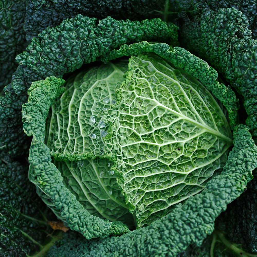 Savoy cabbage, Cabbage, Vegetable, Green, Leaf, Cruciferous vegetables, Plant, Leaf vegetable, wild cabbage, Collard greens, 