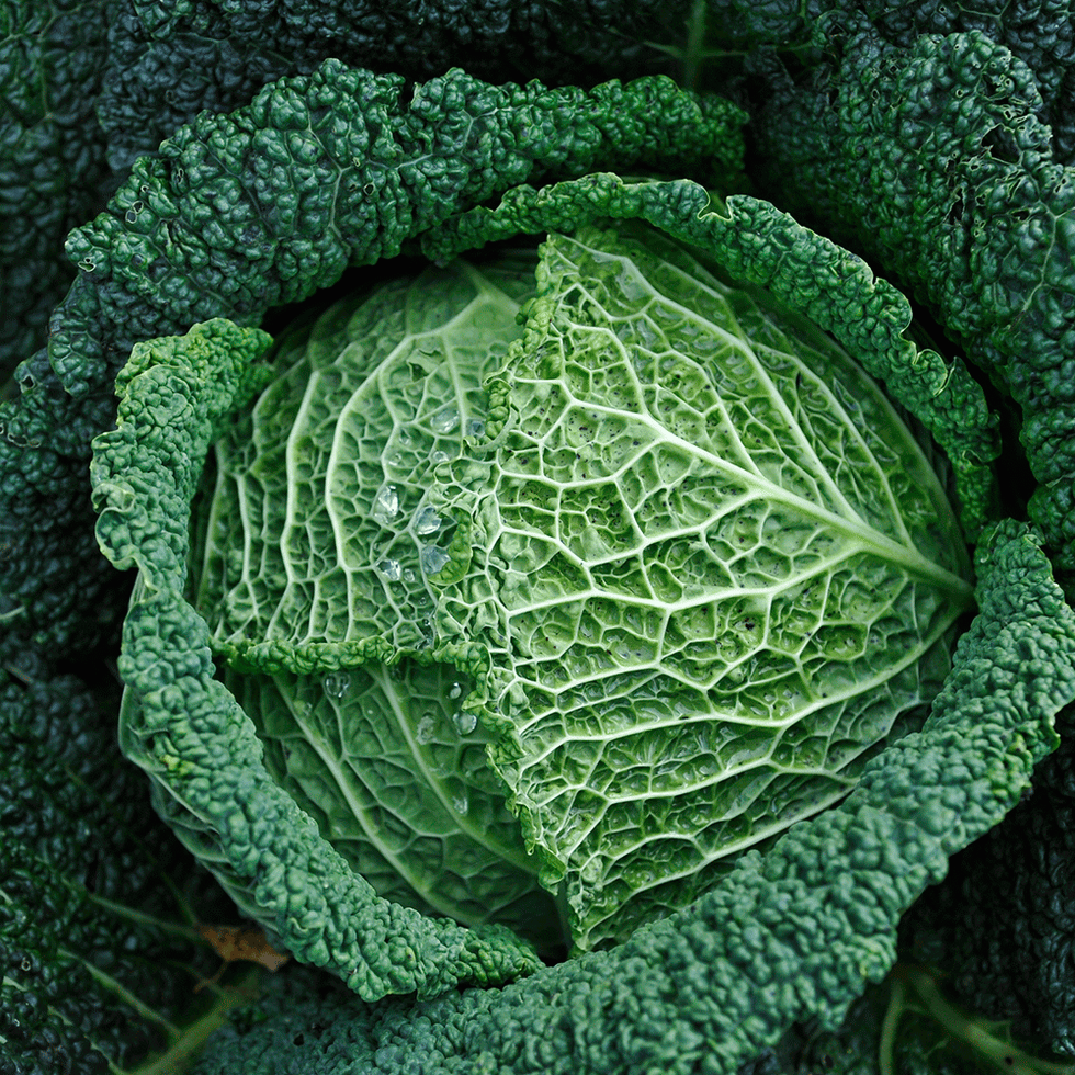 Savoy cabbage, Cabbage, Vegetable, Green, Leaf, Cruciferous vegetables, Plant, Leaf vegetable, wild cabbage, Collard greens, 