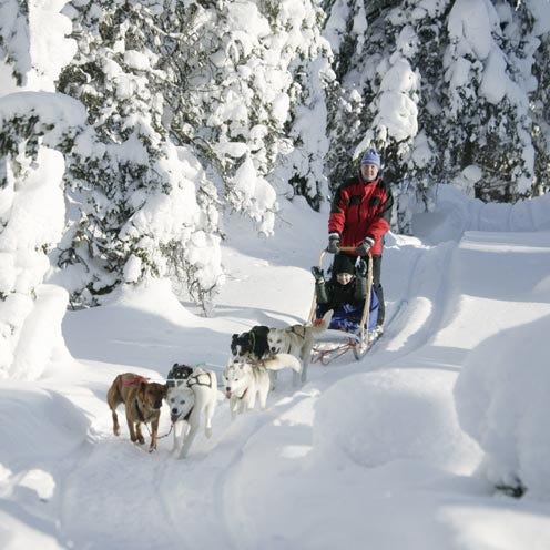 Winter, Snow, Vertebrate, Dog, Mammal, Sled dog, Carnivore, Dog sled, Freezing, Outdoor recreation, 