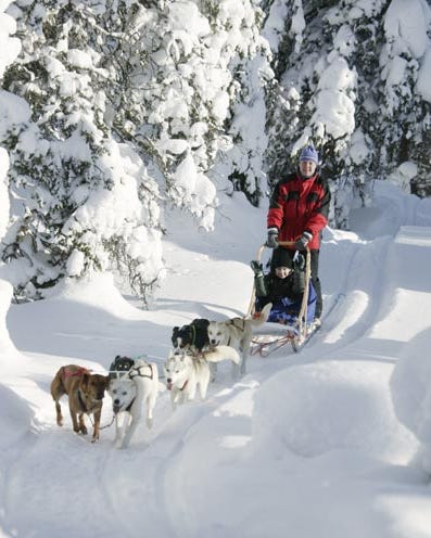 Winter, Snow, Vertebrate, Dog, Mammal, Sled dog, Carnivore, Dog sled, Freezing, Outdoor recreation, Winter, Snow, Vertebrate, Dog, Mammal, Sled dog, Carnivore, Dog sled, Freezing, Outdoor recreation,