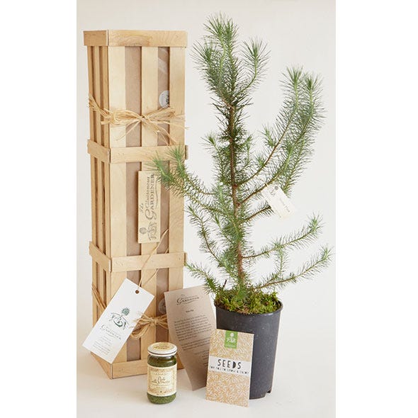 Flowerpot, Terrestrial plant, Hardwood, Thorns, spines, and prickles, Annual plant, Houseplant, Cylinder, Conifer, Herb, Fir, 