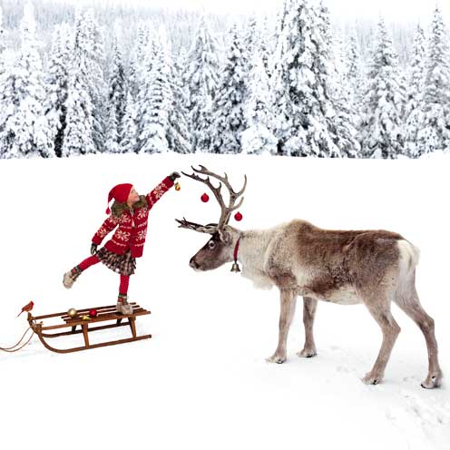 Deer, Winter, Vertebrate, Reindeer, Antler, Snow, Slope, Freezing, Horn, Elk, 