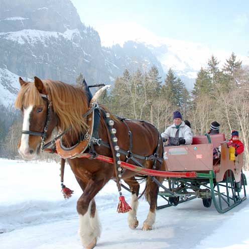 Winter, Halter, Horse, Working animal, Rein, Vertebrate, Horse supplies, Snow, Horse tack, Carriage, 