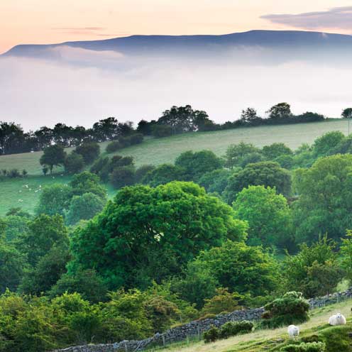 Vegetation, Nature, Natural landscape, Plant, Green, Tree, Plant community, Landscape, Rural area, Nature reserve, 