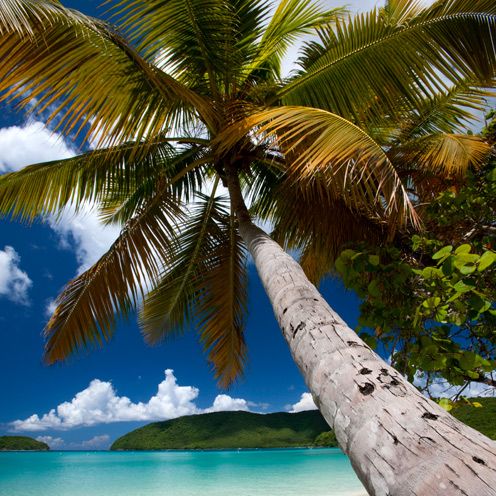 Tree, Coastal and oceanic landforms, Arecales, Woody plant, Ocean, Azure, Trunk, Tropics, Aqua, Island, 