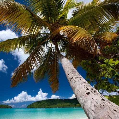 Tree, Coastal and oceanic landforms, Arecales, Woody plant, Ocean, Azure, Trunk, Tropics, Aqua, Island, 
