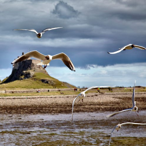 Bird, Vertebrate, Organism, Wing, Fluid, Liquid, Bird migration, Beak, Seabird, Wildlife, 