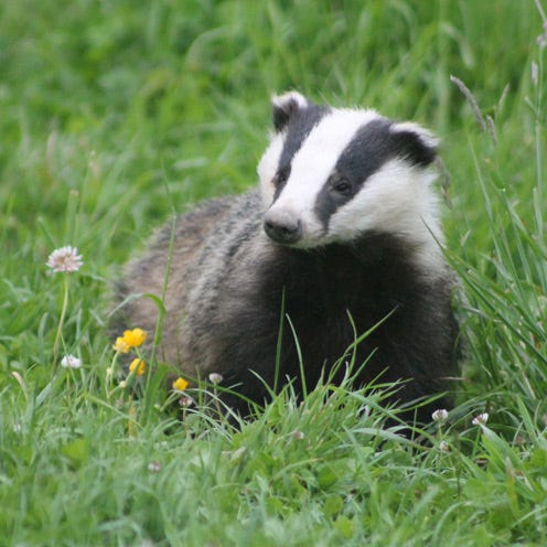 Grass, Daytime, Natural environment, Vertebrate, Facial expression, Carnivore, Iris, Adaptation, Terrestrial animal, Nature reserve, 