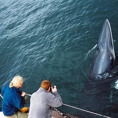 Human body, Marine mammal, Mammal, Fin, Cetacea, Ocean, Marine biology, Dolphin, Back, Common dolphins, 
