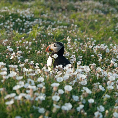 Puffin, Auk, Atlantic puffin, Flower, Petal, Groundcover, Wildflower, Toy, Meadow, Spring, 