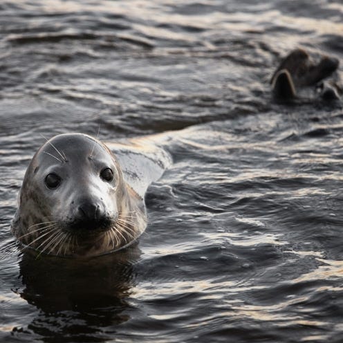 Fluid, Nature, Liquid, Organism, Water, Marine mammal, Seal, Whiskers, Carnivore, Adaptation, 