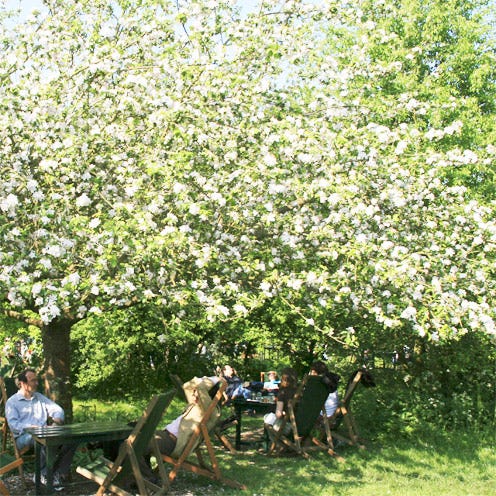 People in nature, Shrub, Groundcover, Plantation, Annual plant, Malus, Bench, Hedge, 