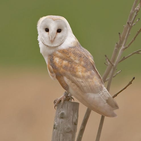 Barn owl, Nature, Owl, Branch, Daytime, Brown, Organism, Natural environment, Bird, Photograph, 