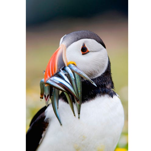 Puffin, Daytime, Auk, Atlantic puffin, Beak, Bird, Photograph, Adaptation, Iris, Flightless bird, 
