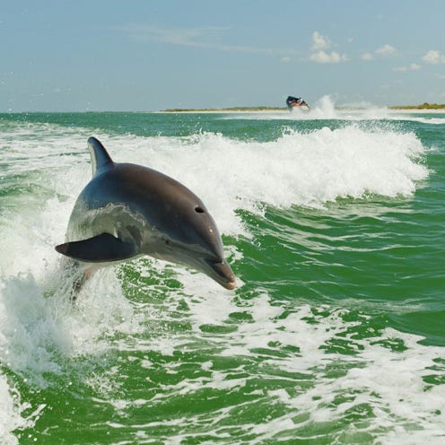 Fluid, Liquid, Organism, Vertebrate, Water, Water resources, Dolphin, Bottlenose dolphin, Marine mammal, Common bottlenose dolphin, 